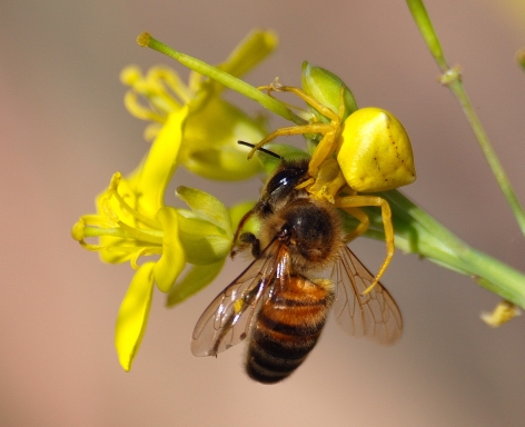 Thomisus onustus
